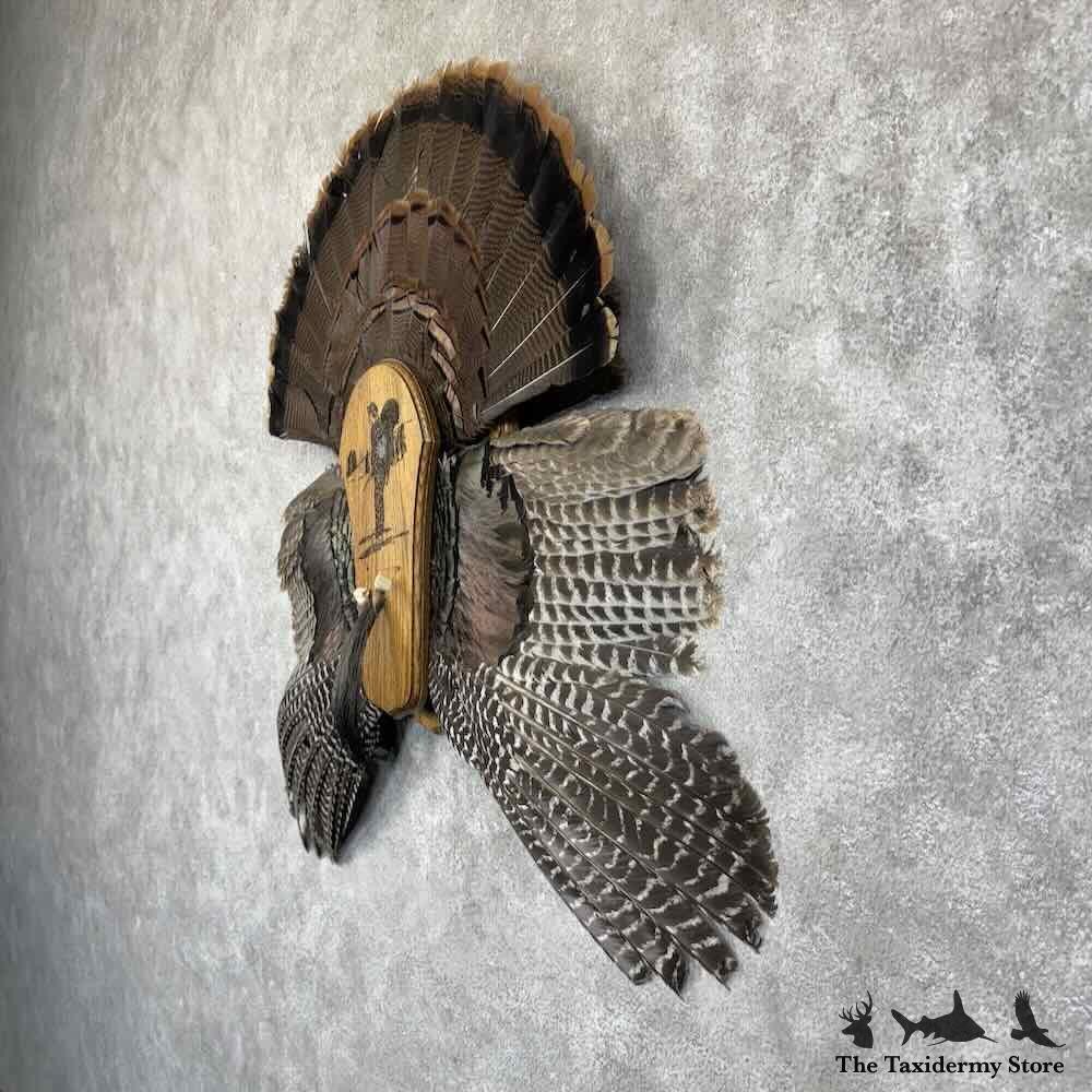 #30783 E | Eastern Wild Turkey Display Mount For Sale