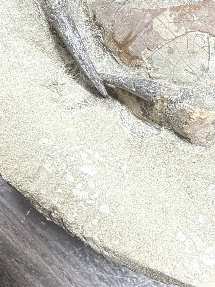 Unique Fossil Crab Ball Type Specimen