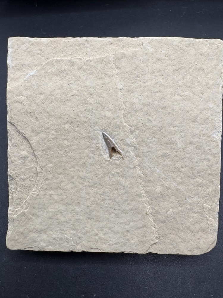 Crocodile Tooth- Green River Formation- Eocene- Wyoming