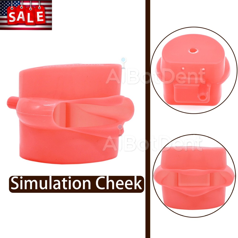 US Dental Simulation Cheek Rubber for Typodont Practice 1:1 Standard Teeth Model
