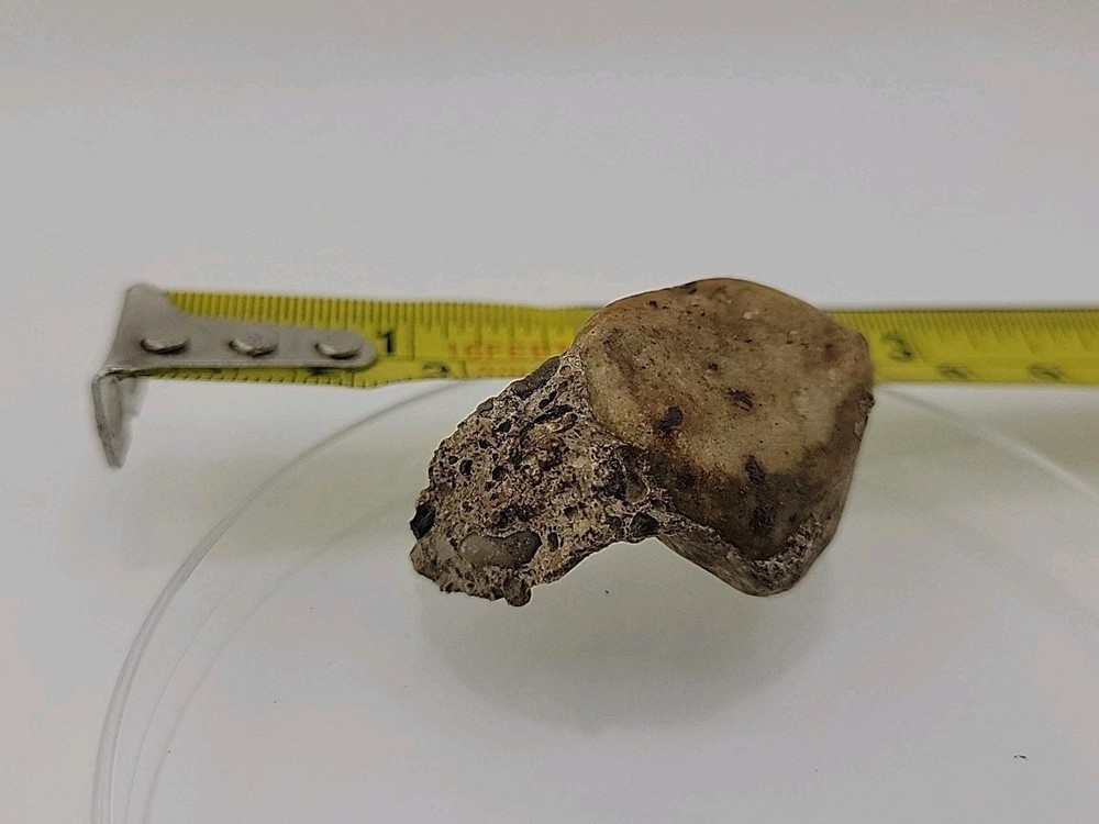 Fossilized Dinosaur HAND CLAW/Knuckle Bone Permineralized Fossil
