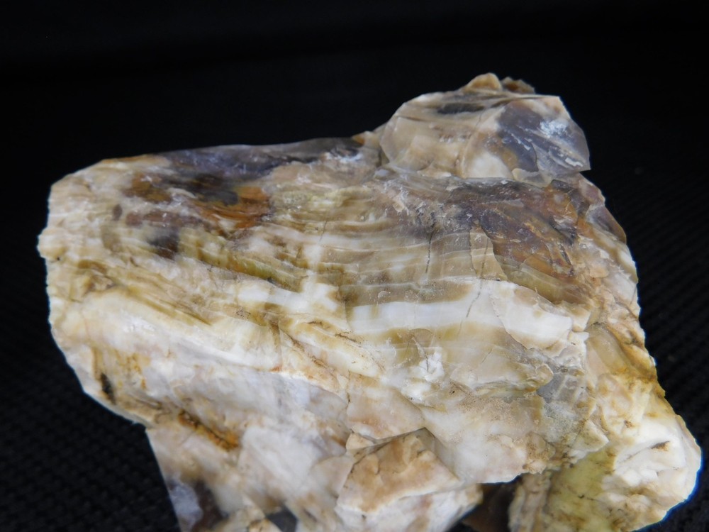 Petrified Wood Opalized Cut Display Specimen 2 lbs. 14 oz.