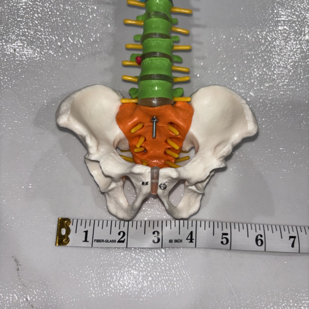 Human Spine Model Skeleton Model Anatomical Model