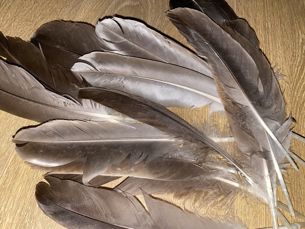 Medium/Large Canada Goose feather / Natural Real Feathet