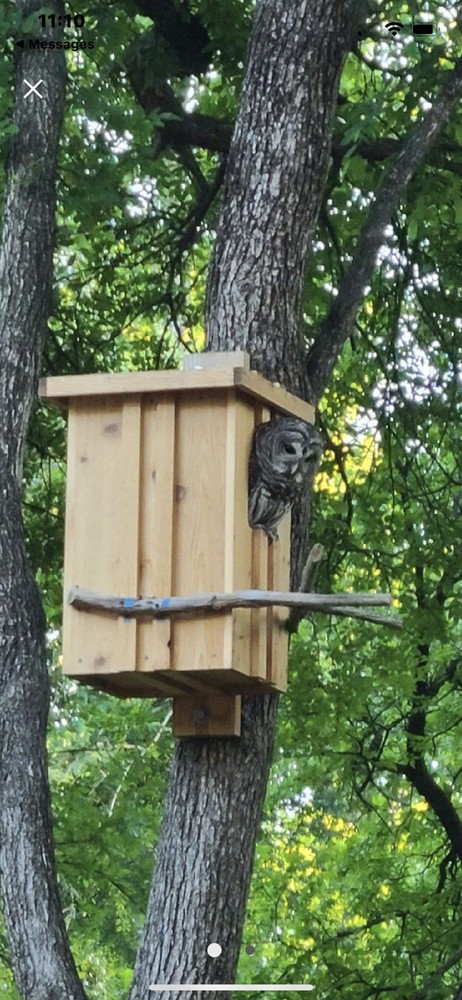 Cedar Barred Owl Nest Box Unfinished