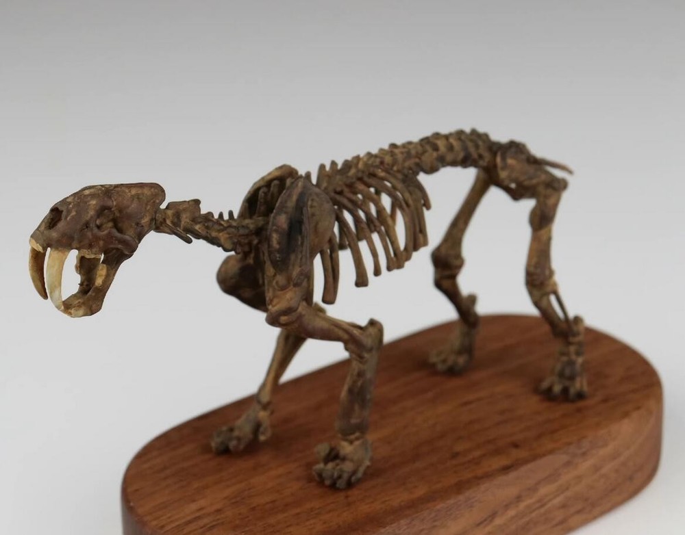 Smilodon populator Statue Skeleton Model Animal Model Display 2.5in Height