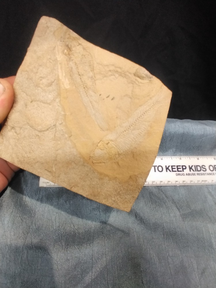 FOSSIL FISH DOUBLE PLATE