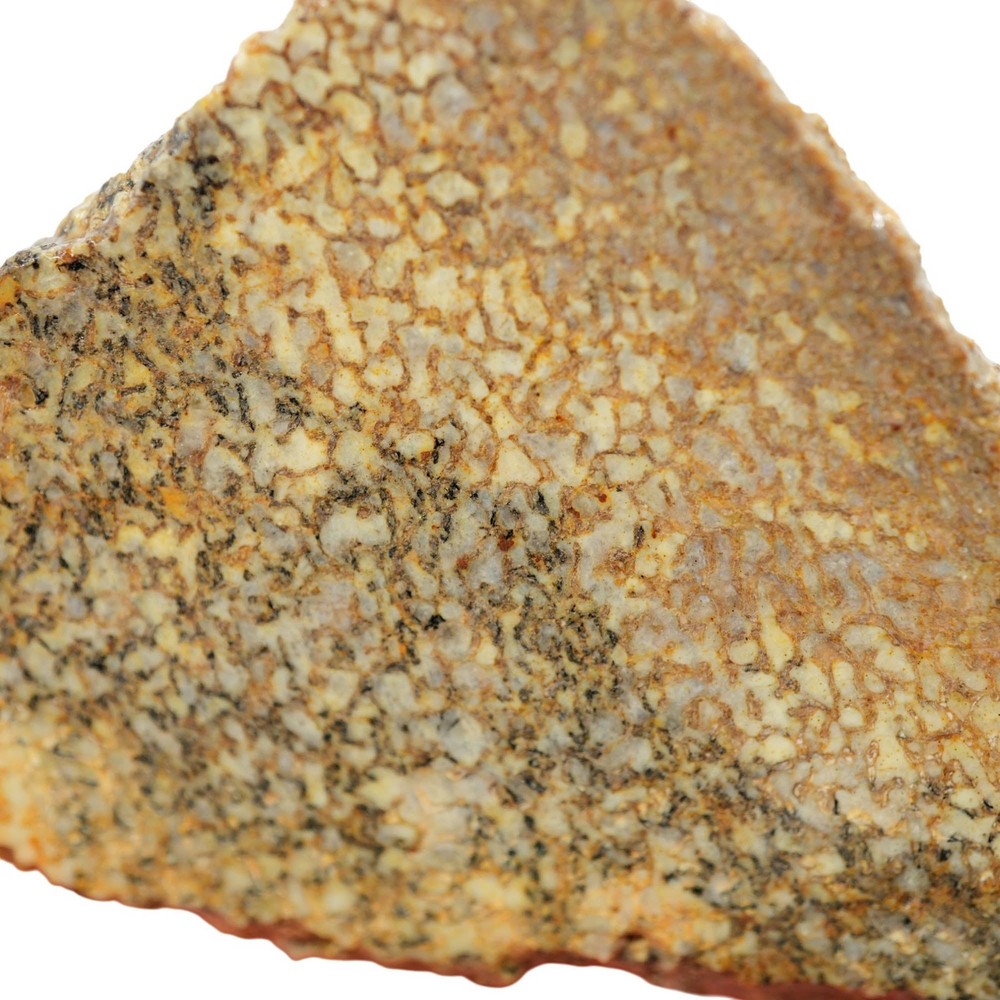 Gem Dinosaur Bone Slab - Well-Defined Cell Pattern