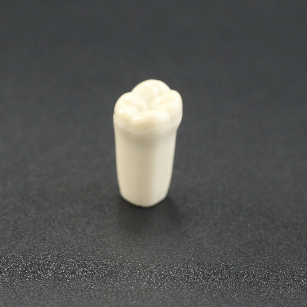 Columbia Dentoform 860 Dental Typodont Teeth Replacement Individual Teeth Model