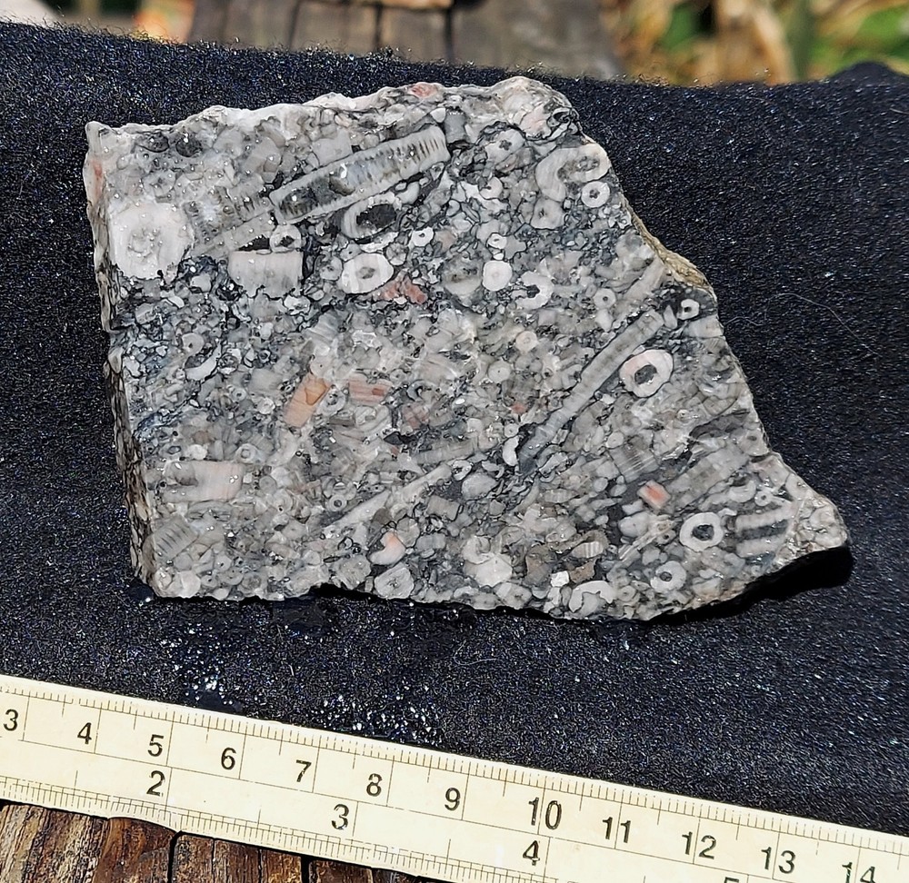 Crinoid Marble Slab