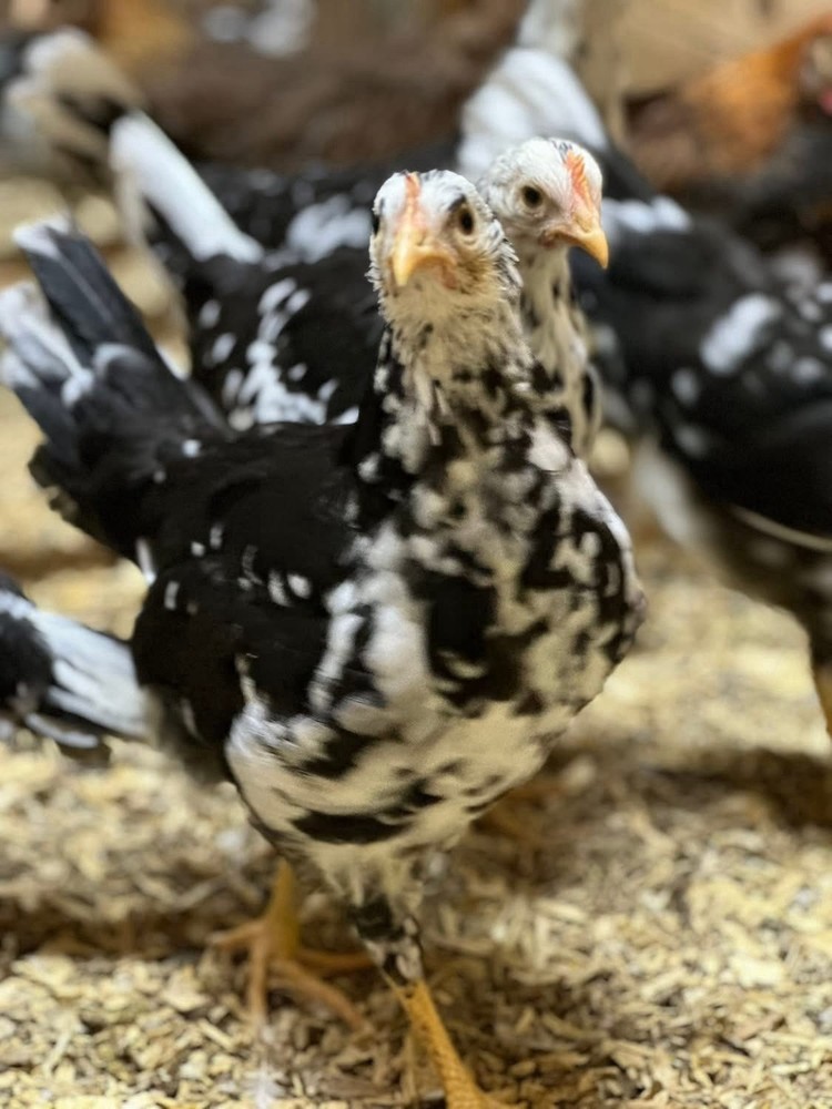 6+ Exchequer Leghorn Hatching Eggs