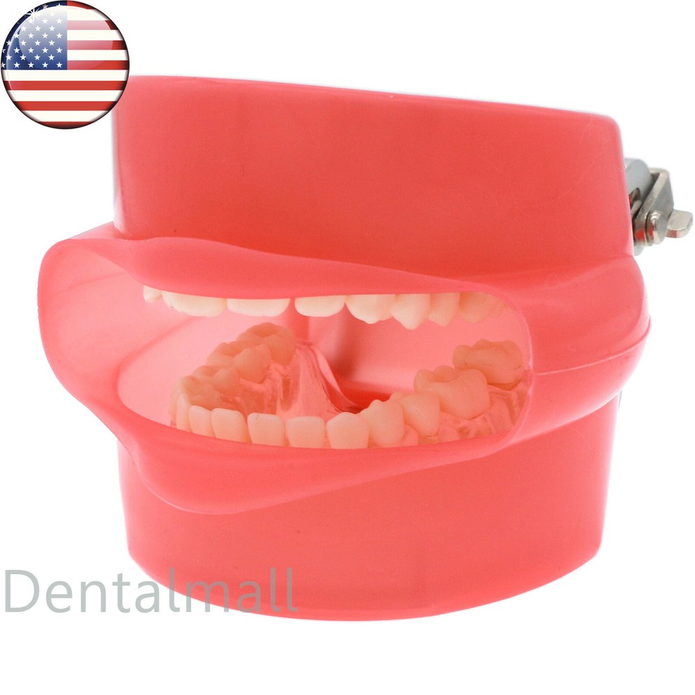 US Dental Typodont Model Standard Removable Teeth M7008 with Simulation Cheek