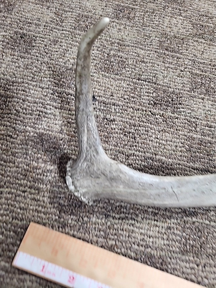 Aged Moose Antler 18"