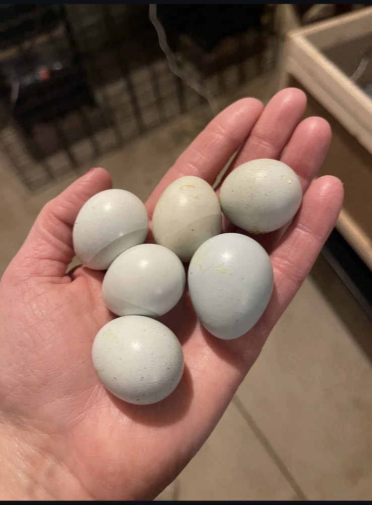 🥚 12 Celadon Quail Hatching Eggs
