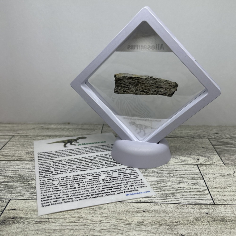 Allosaurus Extinct Dinosaur Bone Fossil with Display Case