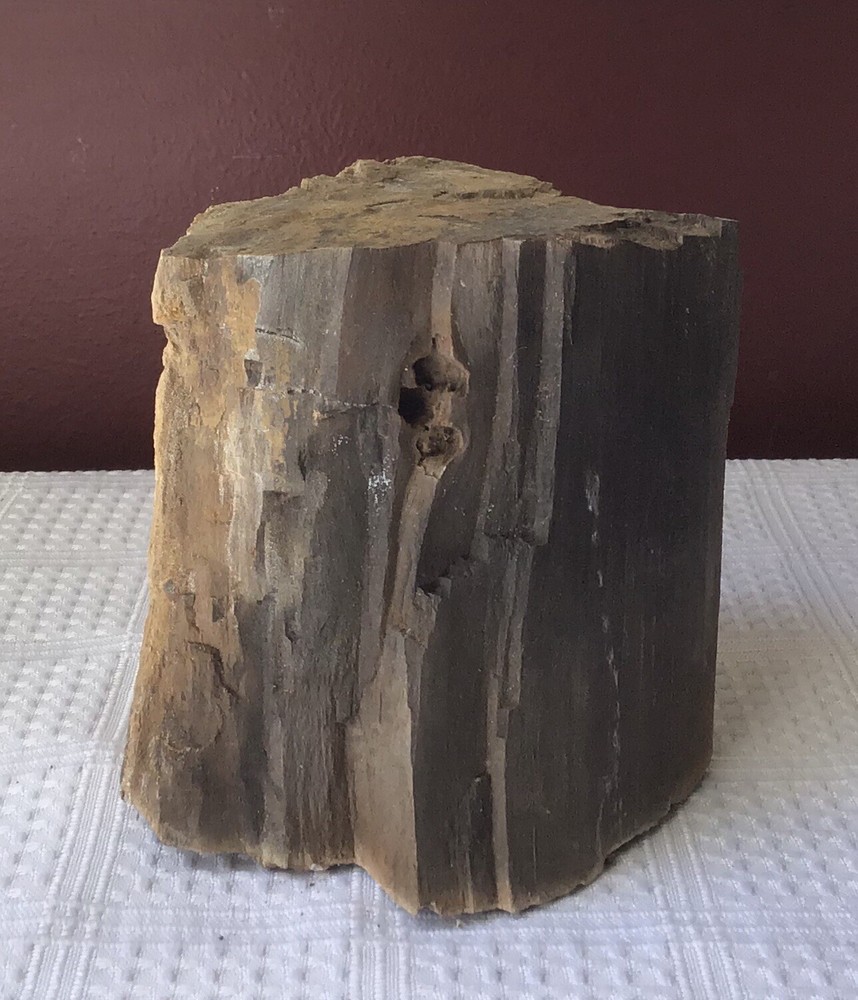 Petrified Wood, about 895 grams