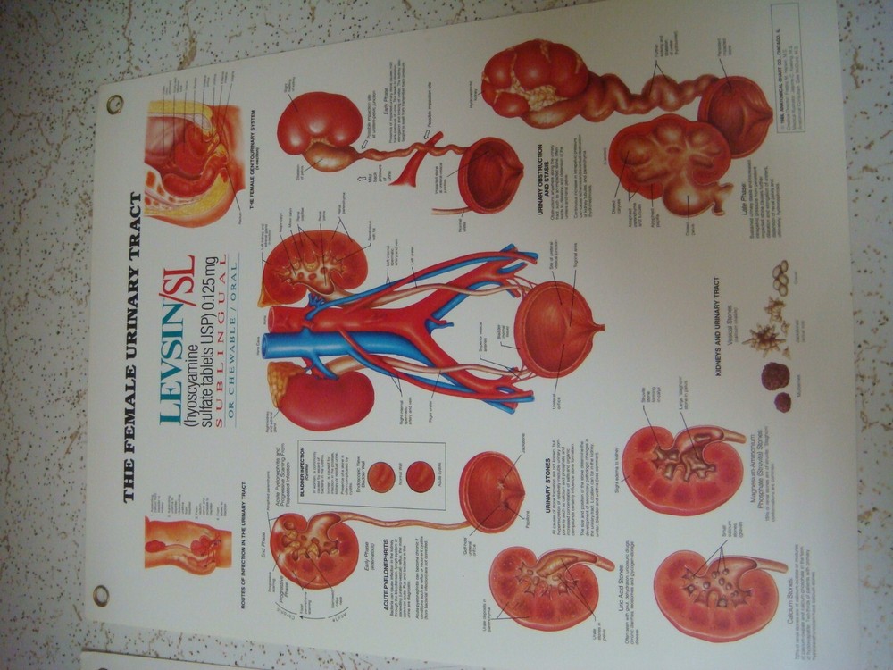 Laminated anatomical charts / posters