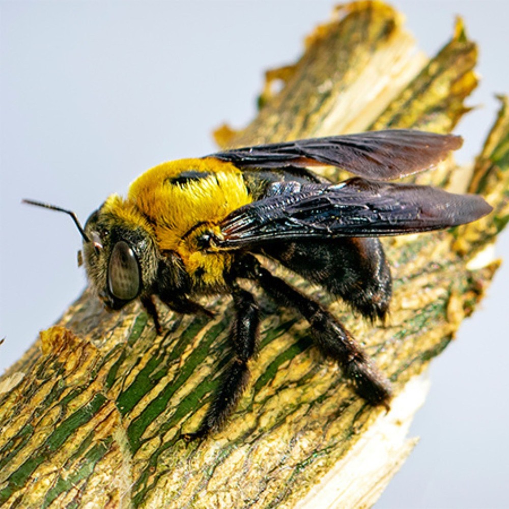 Carpenter Bee Formula: Scented Pheromone Attractant 2oz