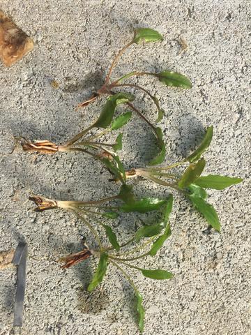 Cryptocoryne Wendtii Green Bare Root