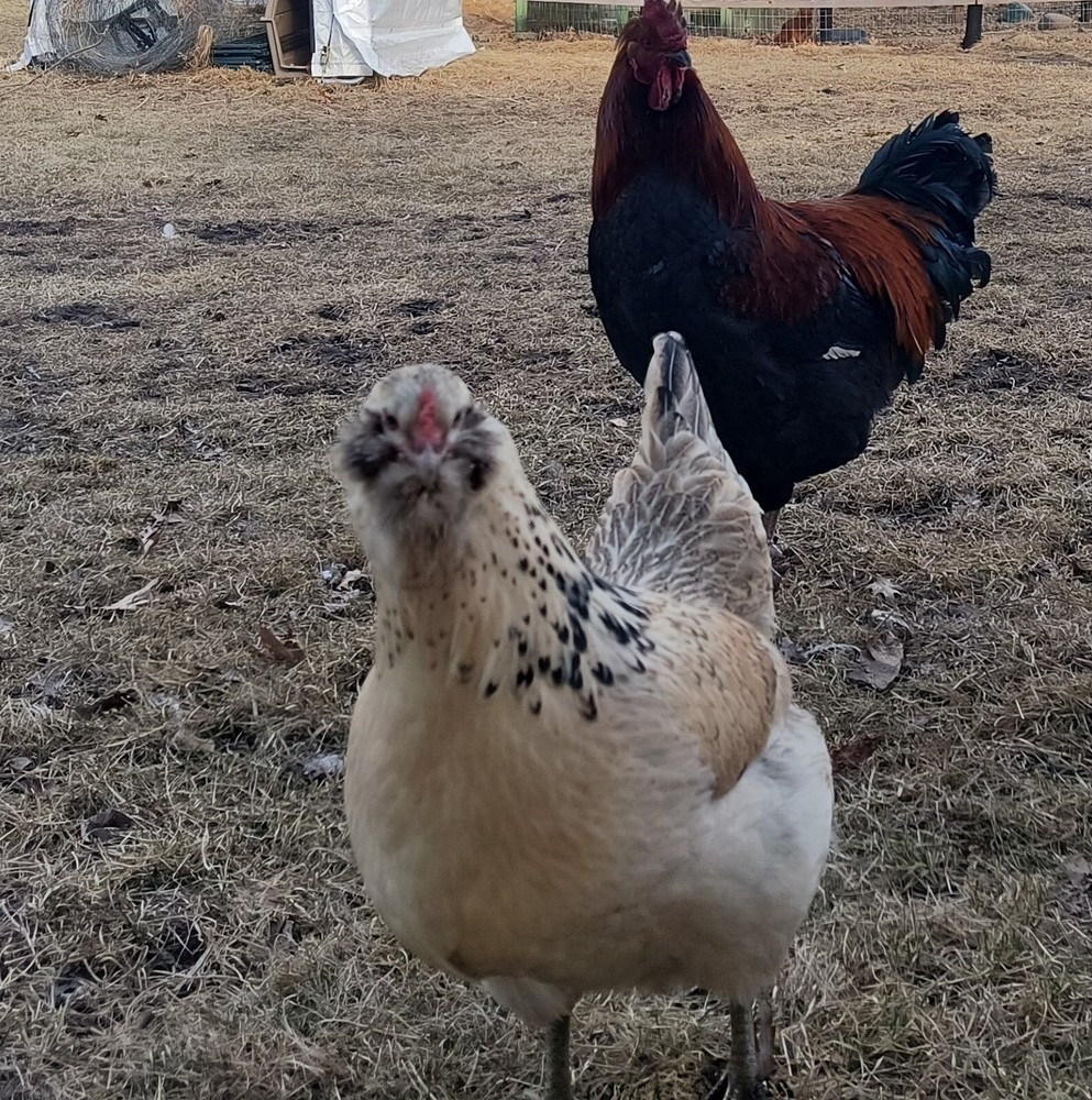 1 dozen+3 Rainbow Hatching Eggs