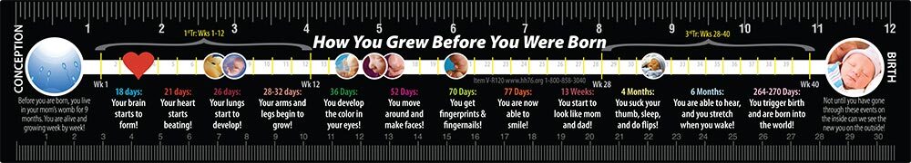 How You Grew Pro-Life Ruler