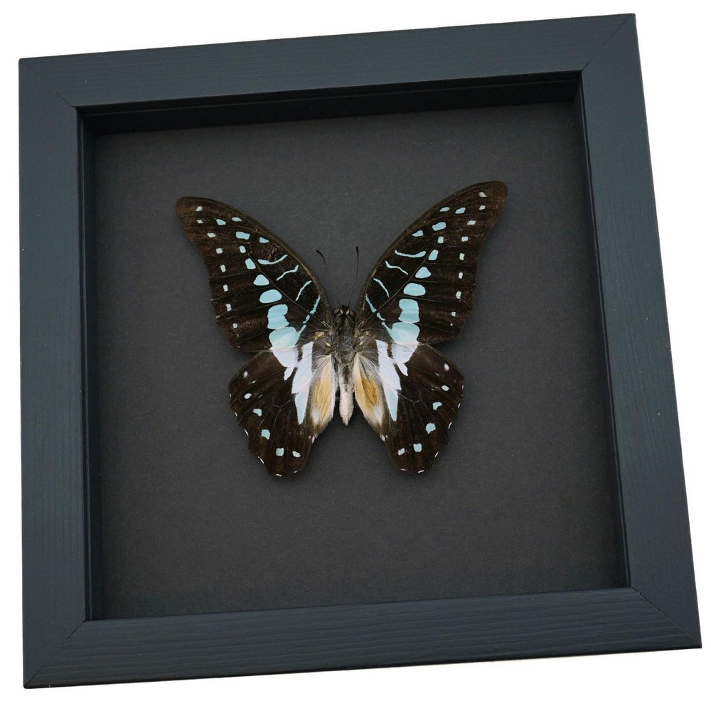Pale Green Triangle Butterfly Graphium eurypylus pamphylus Framed Moonlight