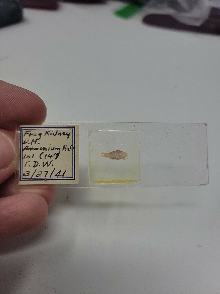 Vintage Microscope Slide 1941