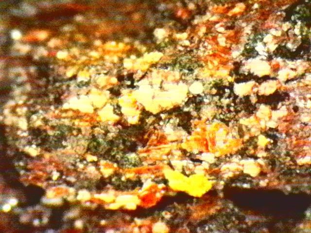 Gold Ore Specimen / Visible Gold