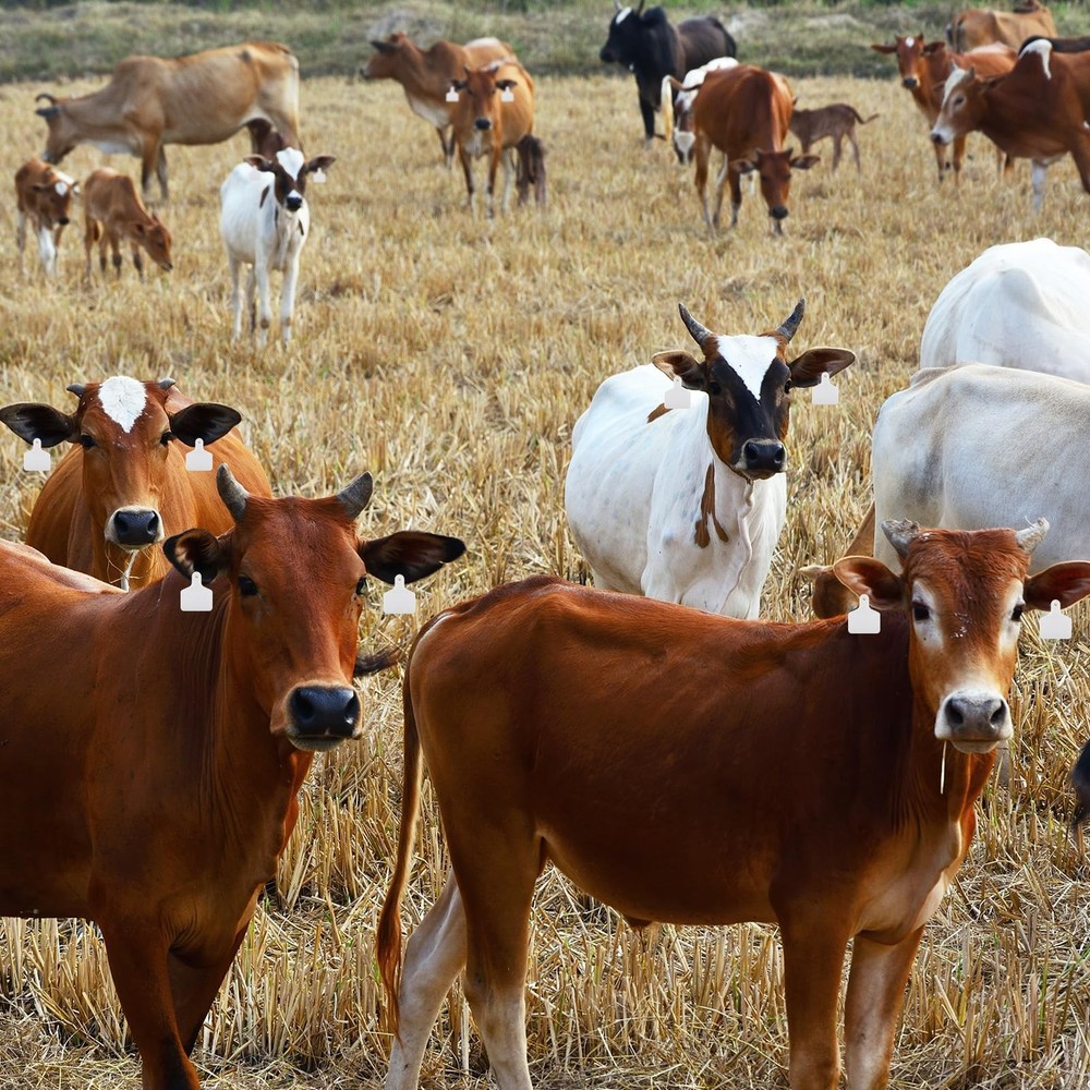 Ear Tags Large Plastic Blank Animal Identification 100 Pcs White