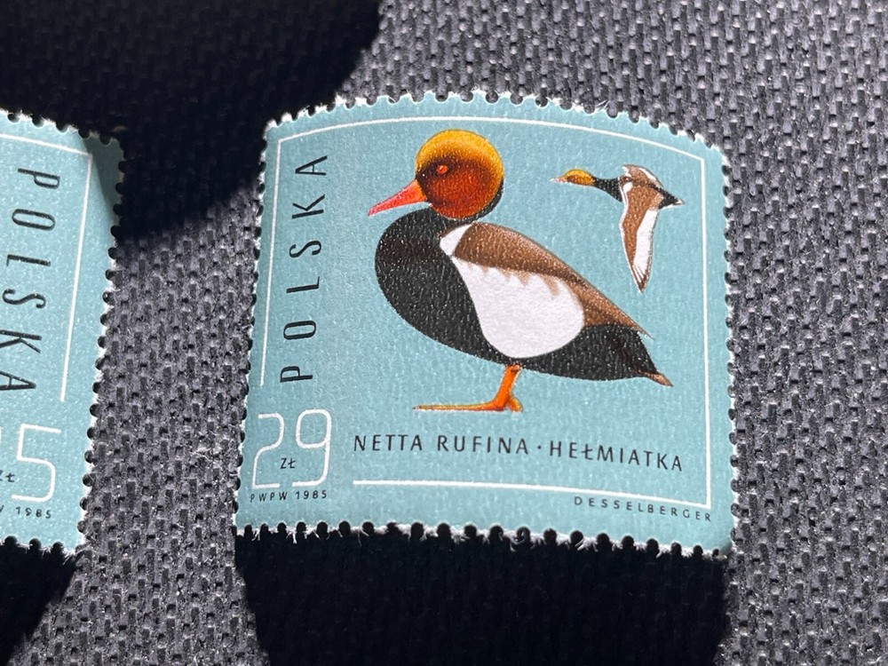Five Poland Wild Duck Stamps MNH