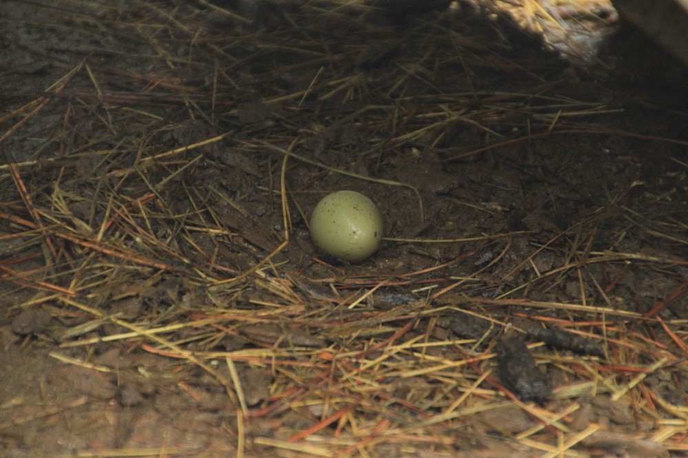 8+ Ringneck Pheasant Hatching Eggs – Fertile Eggs – Ready to Ship