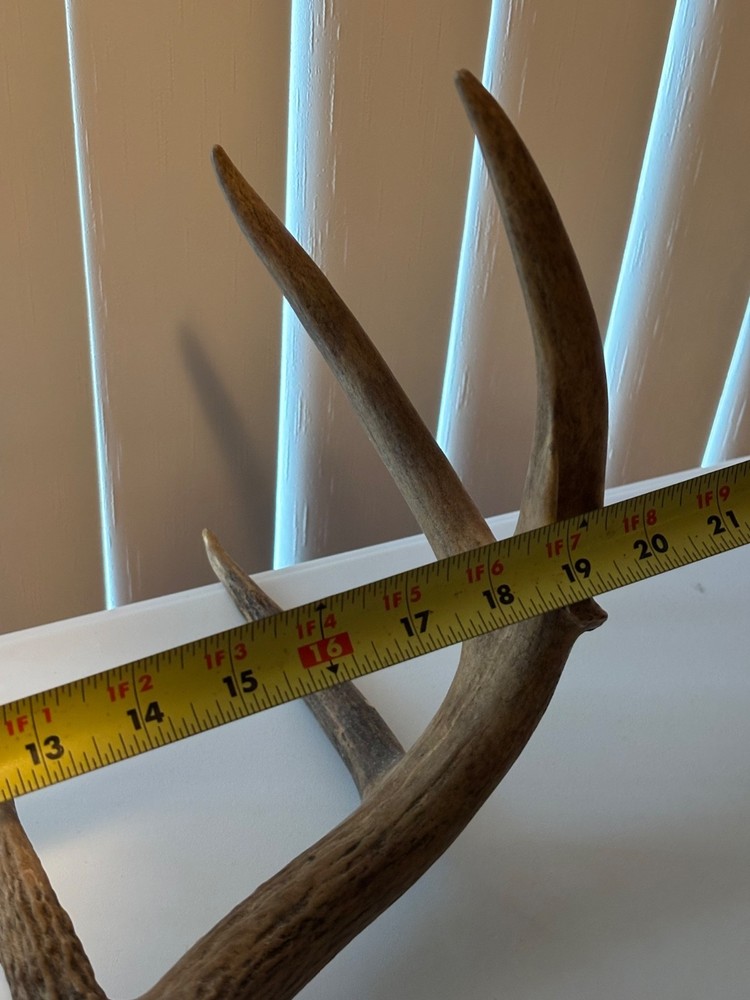heavy 9 pt whitetail skull