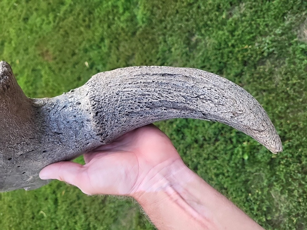 Historic Large Bison Horn Core Partial Skull river find