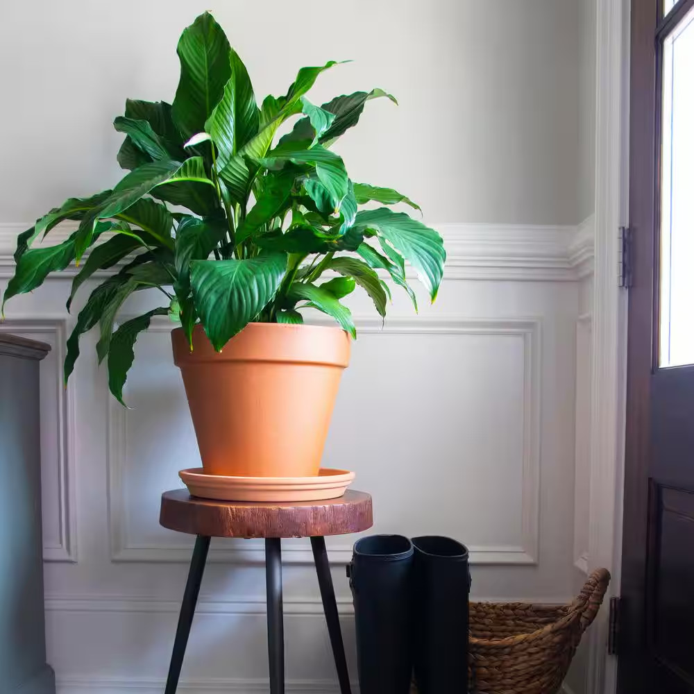 10 In. Medium Terra Cotta Clay Saucer
