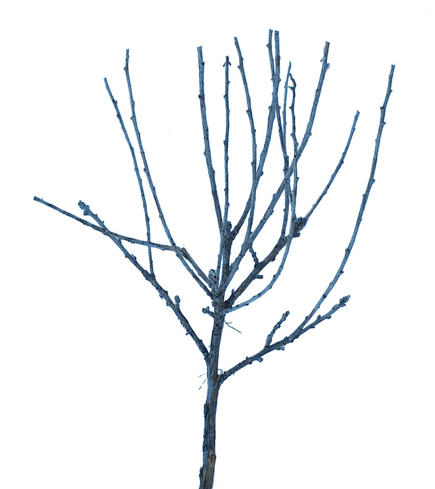 Miniature Trees ~ 20 2" Wargaming, MODEL RAILROAD TREE ARMATURES DEAD FALLS