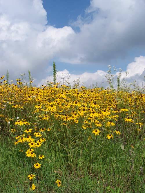 Honey Bee Seed Mix