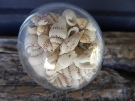 SEASHELL Sea Shell Clear Glass Decorative Drawer Pull Knob Beach Nautical Decor