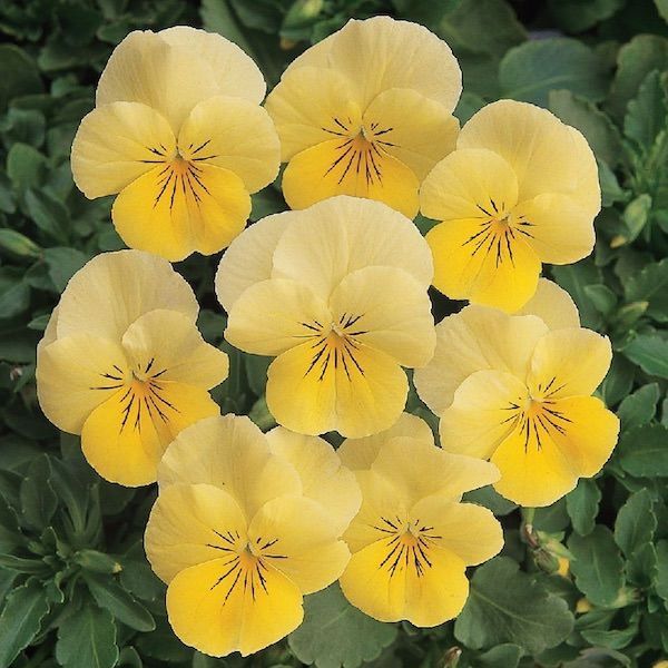 Yellow Violets (Viola Rotundifolia) | Bare-root