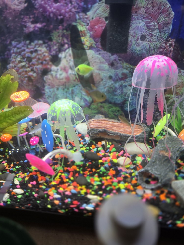 20-Gallon Complete Aquarium Setup (With Fish)