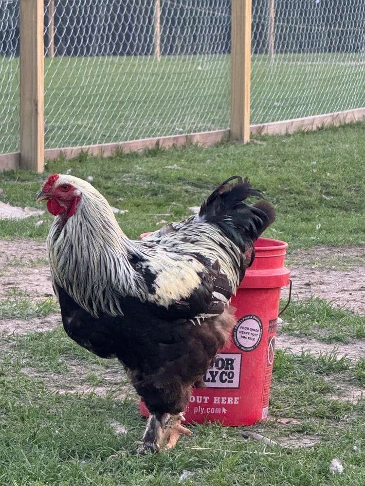 24 Chicken Egg ( Rare breeds Mix )