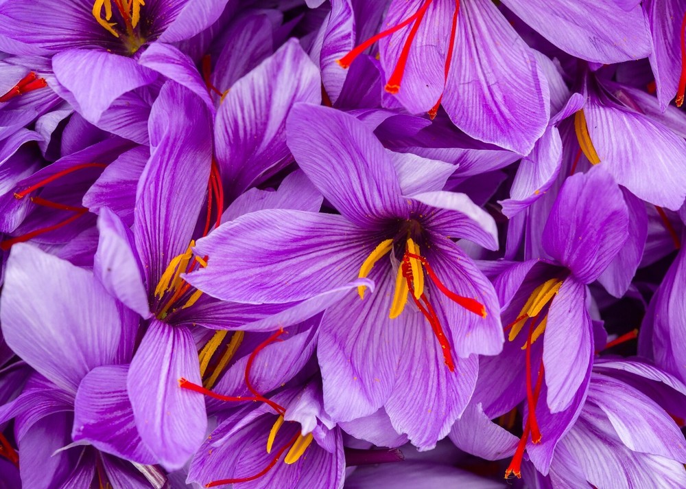 Premium Saffron Threads | Super Negin Grade - 5 Grams