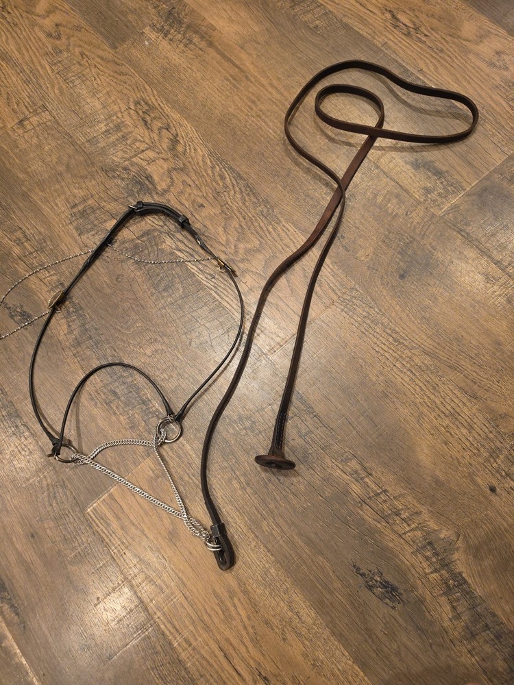 arabian horse show halter