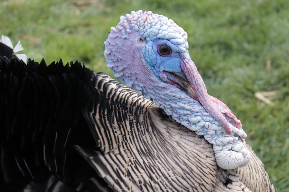 6 Narragansett Turkey Hatching Eggs Laying Now