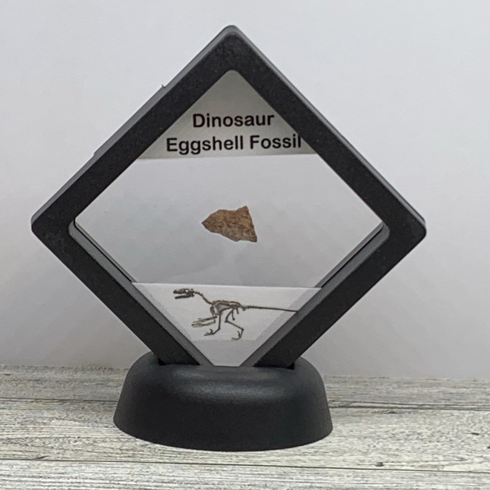 Dinosaur Eggshell Fossil Authentic With Display Case