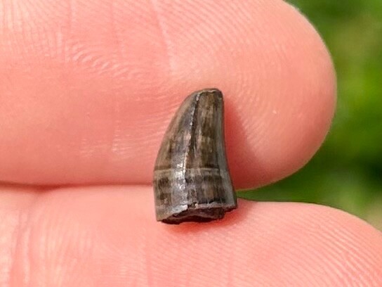 Fossil Crocodile Tooth Hell Creek Formation Croc Reptile Dinosaur Tooth NICE