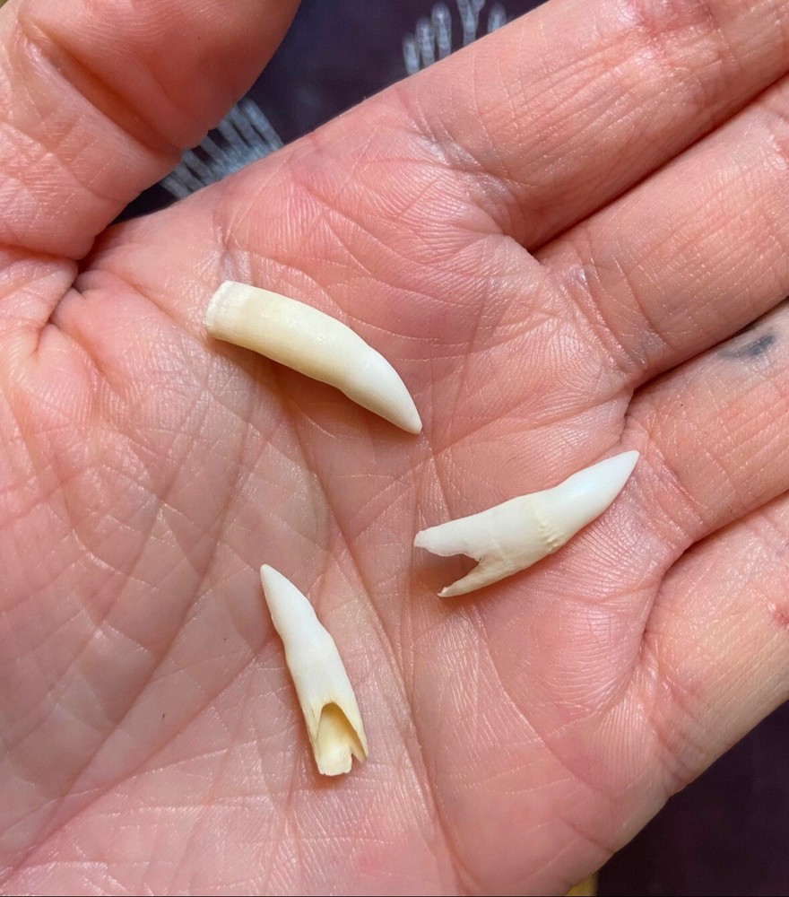 Three Medium Alligator Teeth, Ethically Sourced, Good Luck, Gambling, Fortune