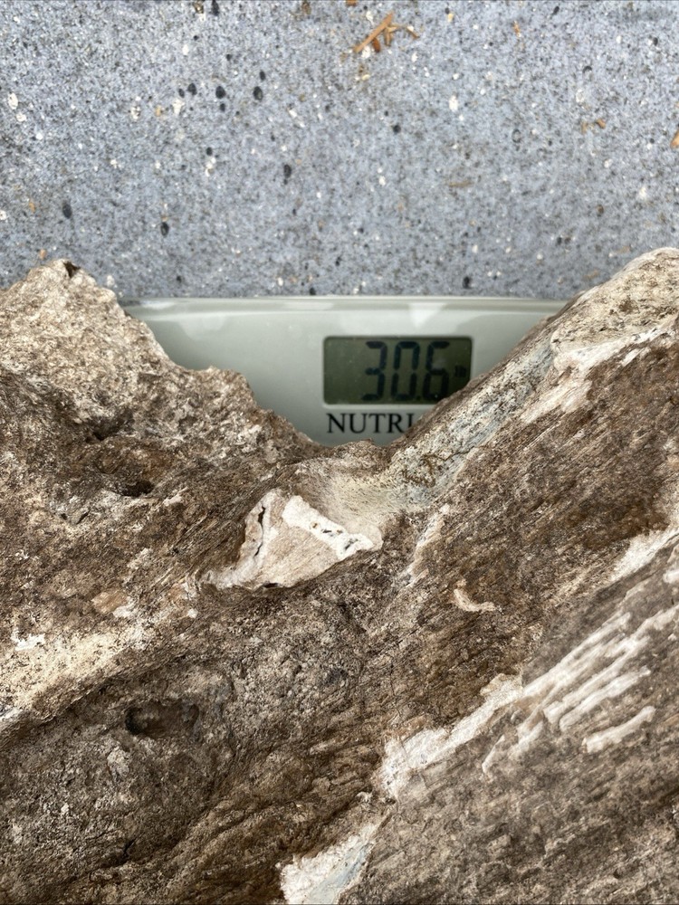 Petrified Wood Very Heavy Nice Definition