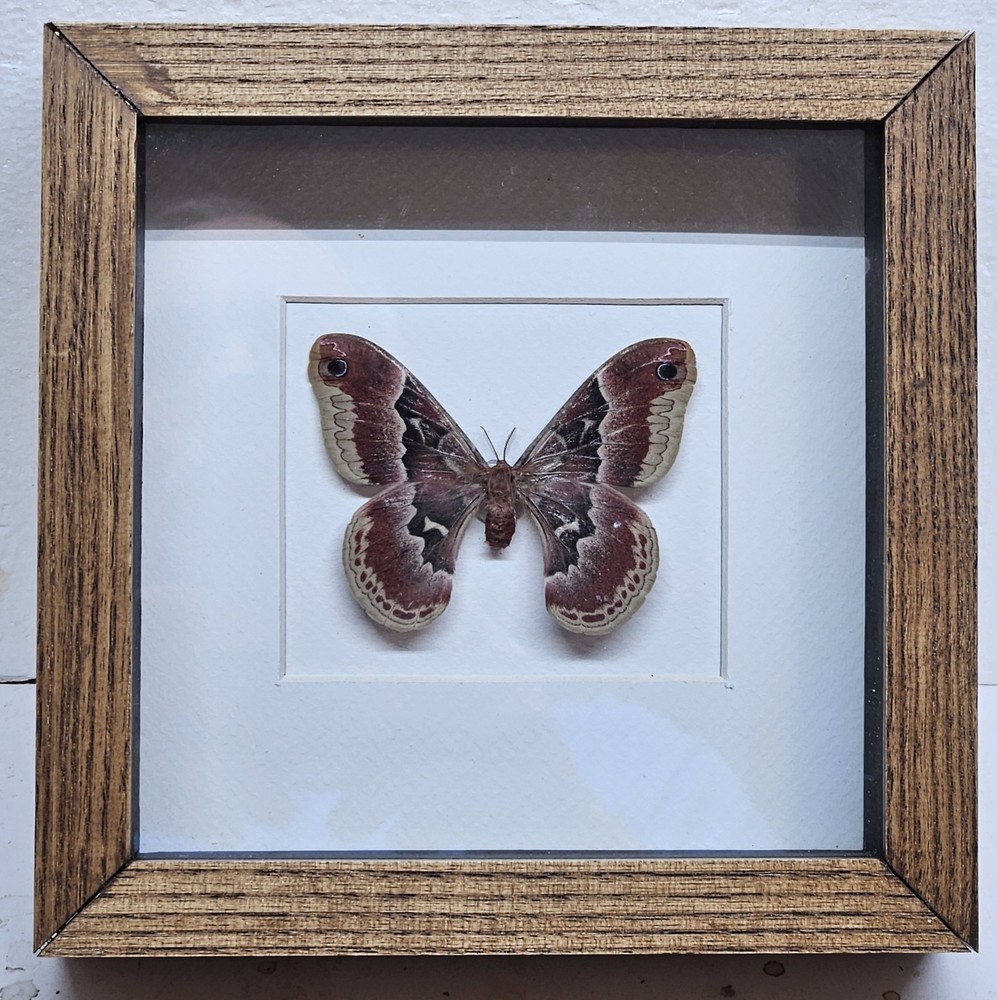 Real Promethea Moth(F) in Custom shadowbox