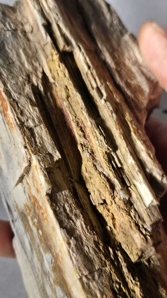 Petrified Wood
