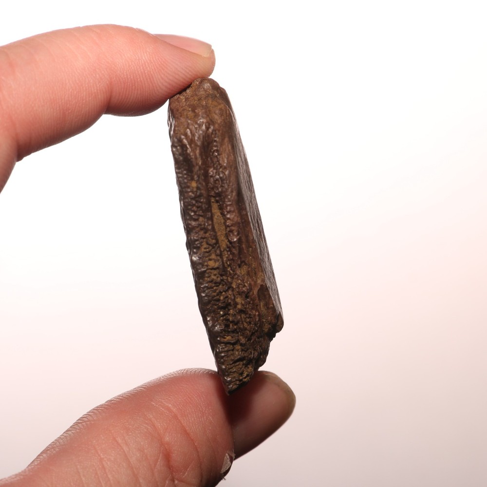 Nice TURTLE SHELL Piece - Dinosaur Age Fossil - CRETACEOUS Hell Creek Formation